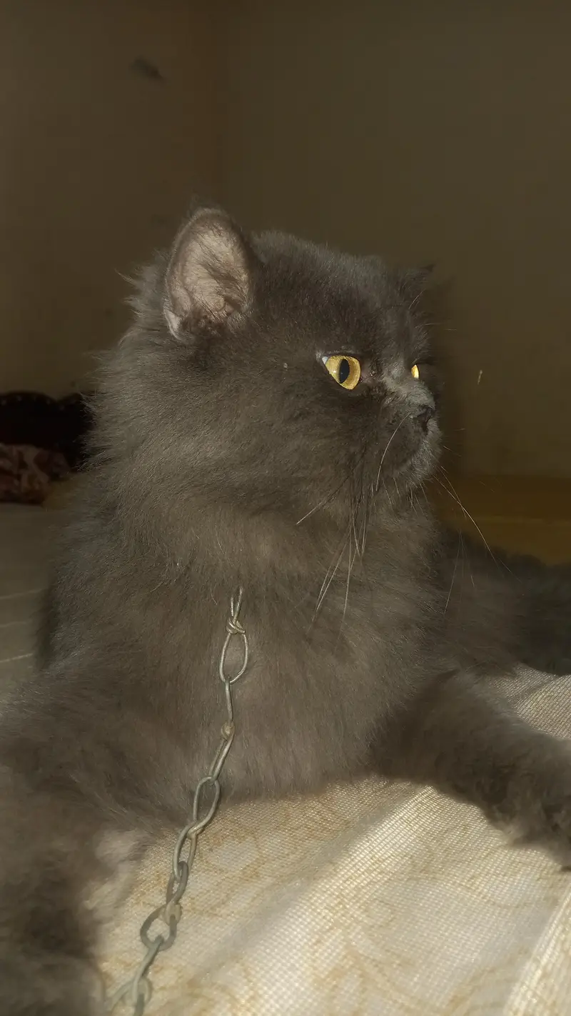 Punch face Full breeder full friendly male cat for sale — photo 3