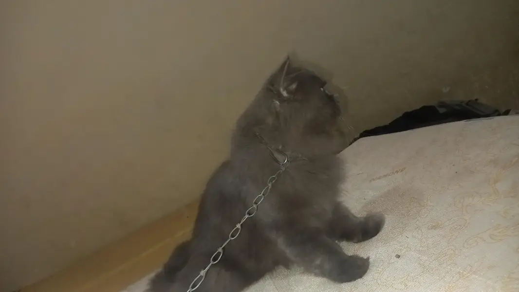 Punch face Full breeder full friendly male cat for sale — photo 4