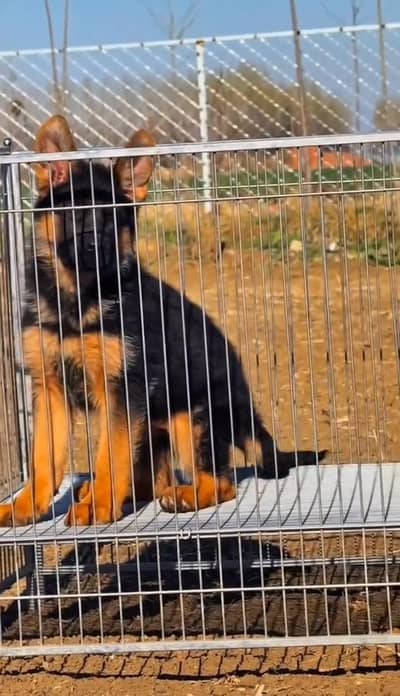 German Shepherd breed for sale mor WhatsApp0349/26/36/275