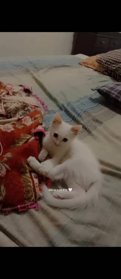 Beautiful & Playful White Persian Kitten (2 Months Old)
