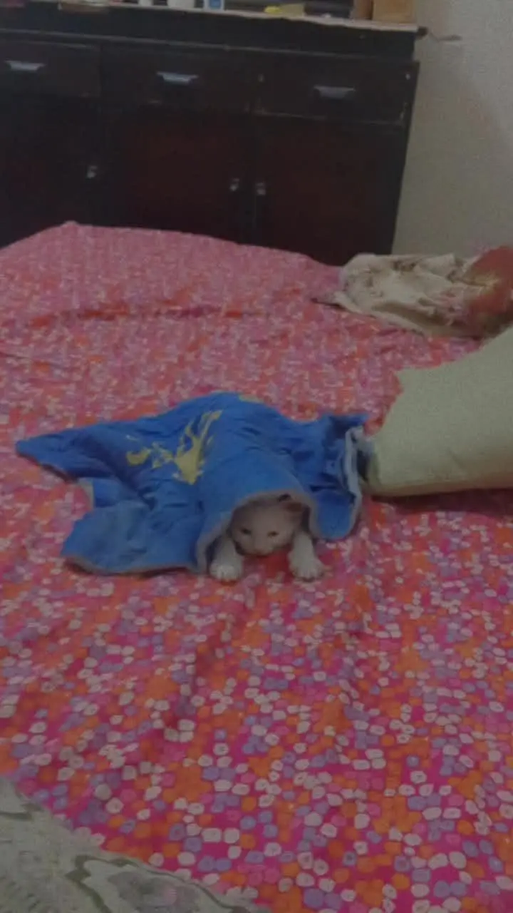 Beautiful & Playful White Persian Kitten (2 Months Old) — photo 2