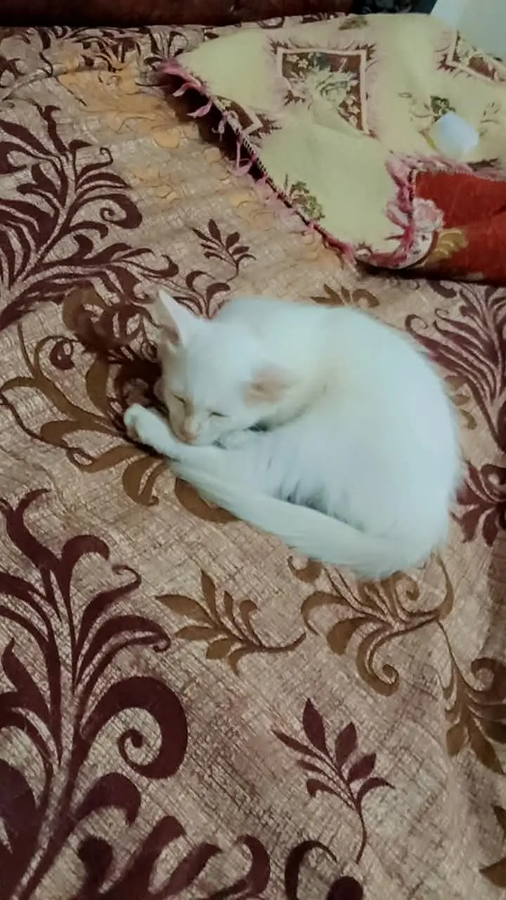 Beautiful & Playful White Persian Kitten (2 Months Old) — photo 3