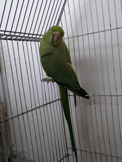 Ringneck Female