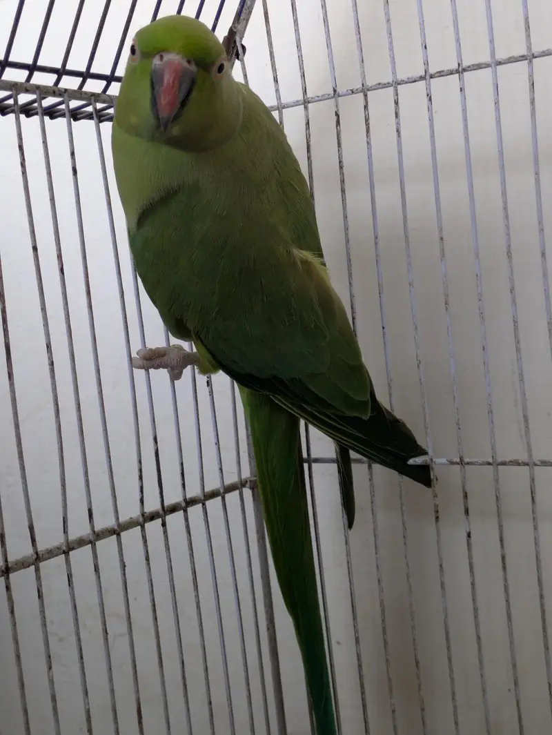 Ringneck Female — photo 2