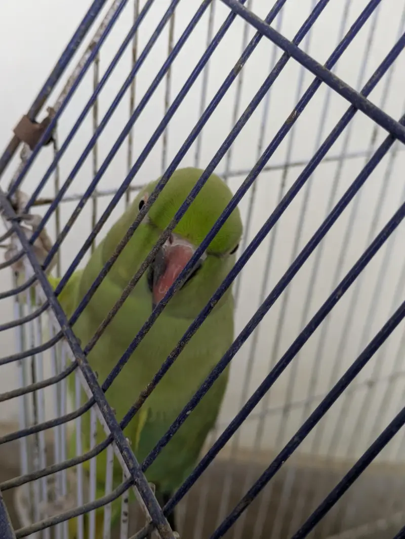 Ringneck Female — photo 3