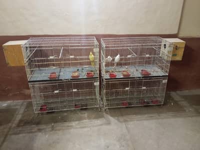 Cage & Two Cocktail Breeder Pairs