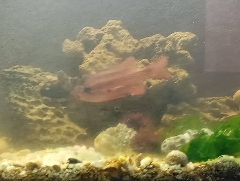 Flame Cardinal Fish 0