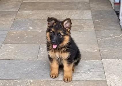 German Shepherd  Puppies 03456011805