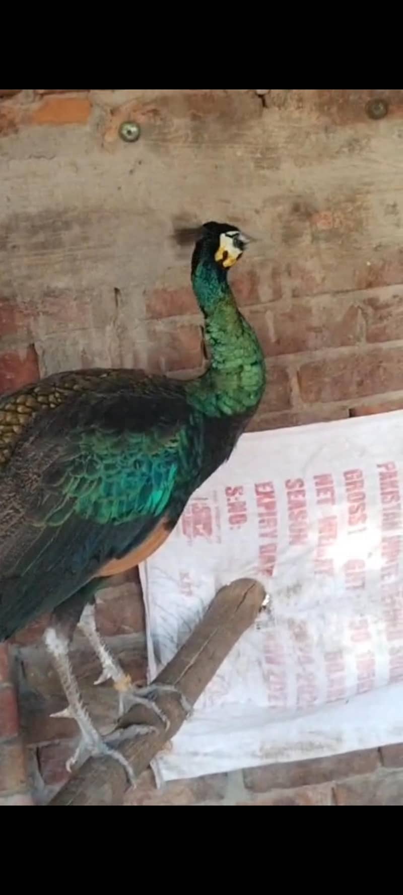 Different peacocks all variety 0