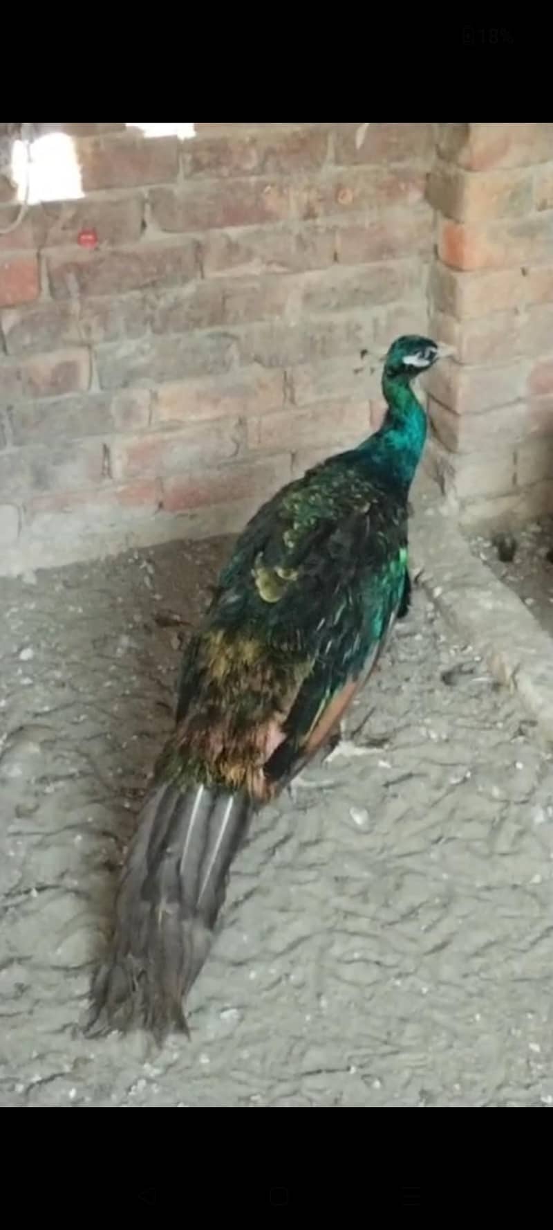 Different peacocks all variety 3
