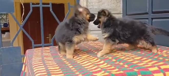 German Shepherd breed for sale mor WhatsApp0349/26/36/275