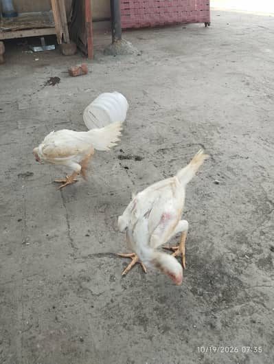 white shamo pure