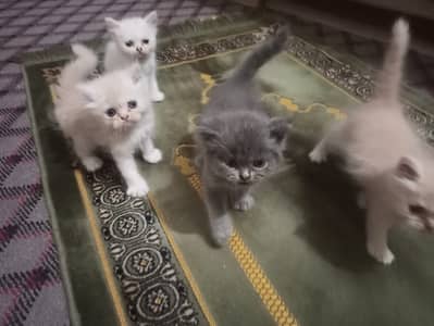 Male Female Persian Cats | Persian Kittens | ONLY FOR HOUSE FAMILY