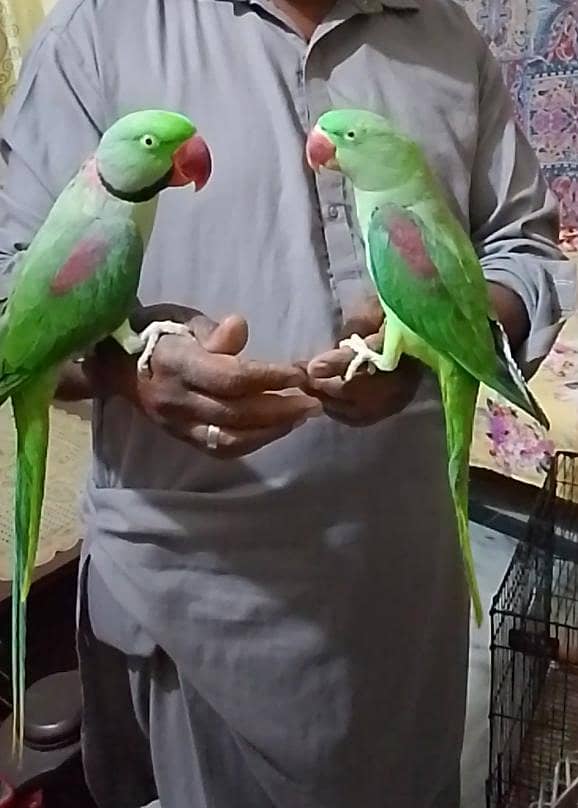 raw tame pair 0