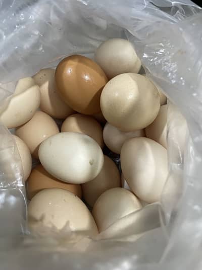 Dasi eggs
