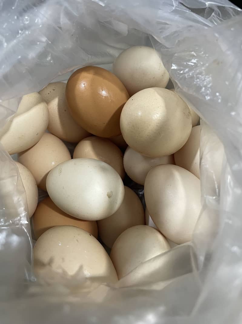 Dasi eggs 0