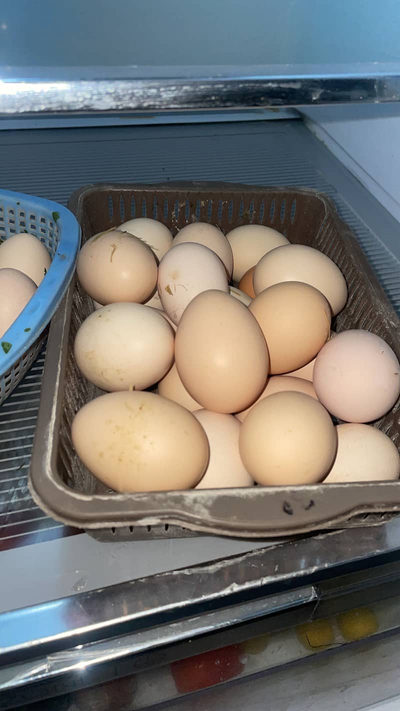 Dasi eggs 1