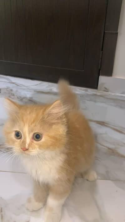 persian kitten / ginger kitten / triple coat / doll face kitten / cat