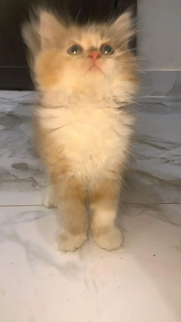 persian kitten / ginger kitten / triple coat / doll face kitten / cat — photo 2