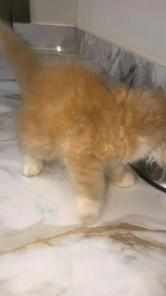 persian kitten / ginger kitten / triple coat / doll face kitten / cat — photo 3