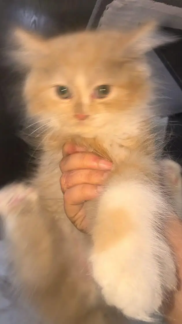 persian kitten / ginger kitten / triple coat / doll face kitten / cat — photo 4
