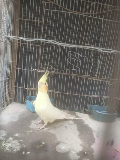 Beautiful Lutino Cockatiel Parinda For Sale | Bohat Pyara hai
