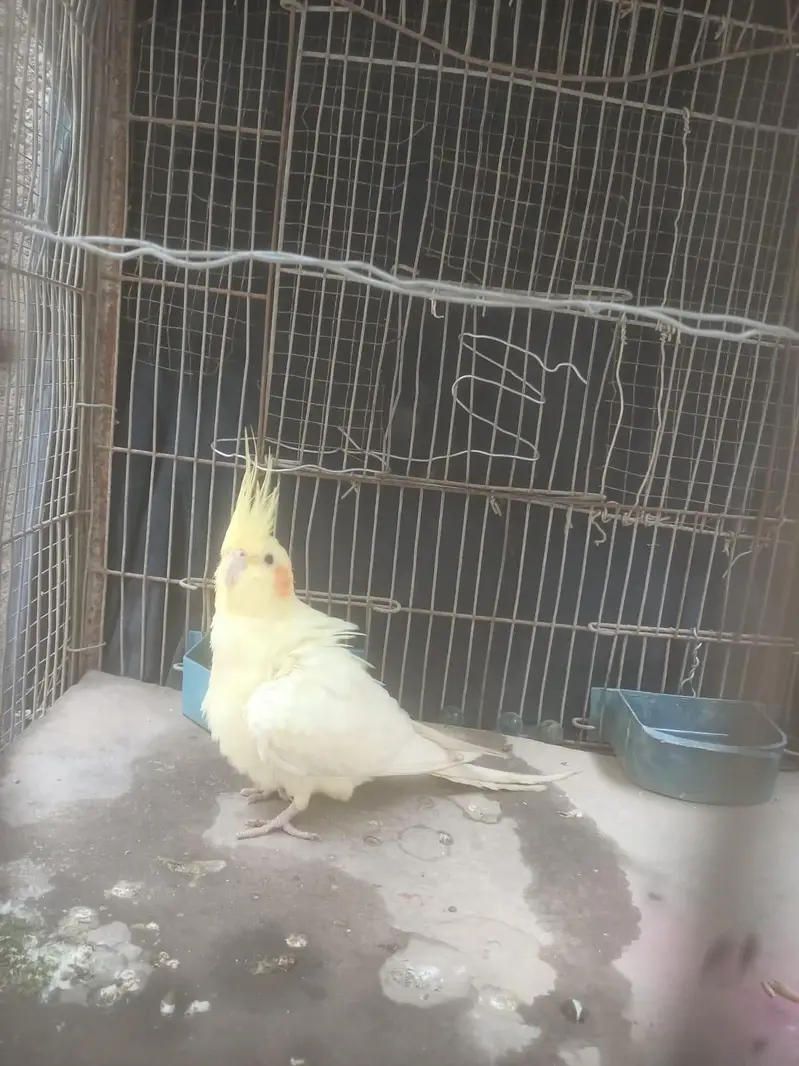 Beautiful Lutino Cockatiel Parinda For Sale | Bohat Pyara hai — photo 2