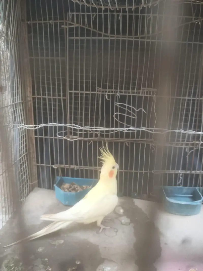 Beautiful Lutino Cockatiel Parinda For Sale | Bohat Pyara hai — photo 4
