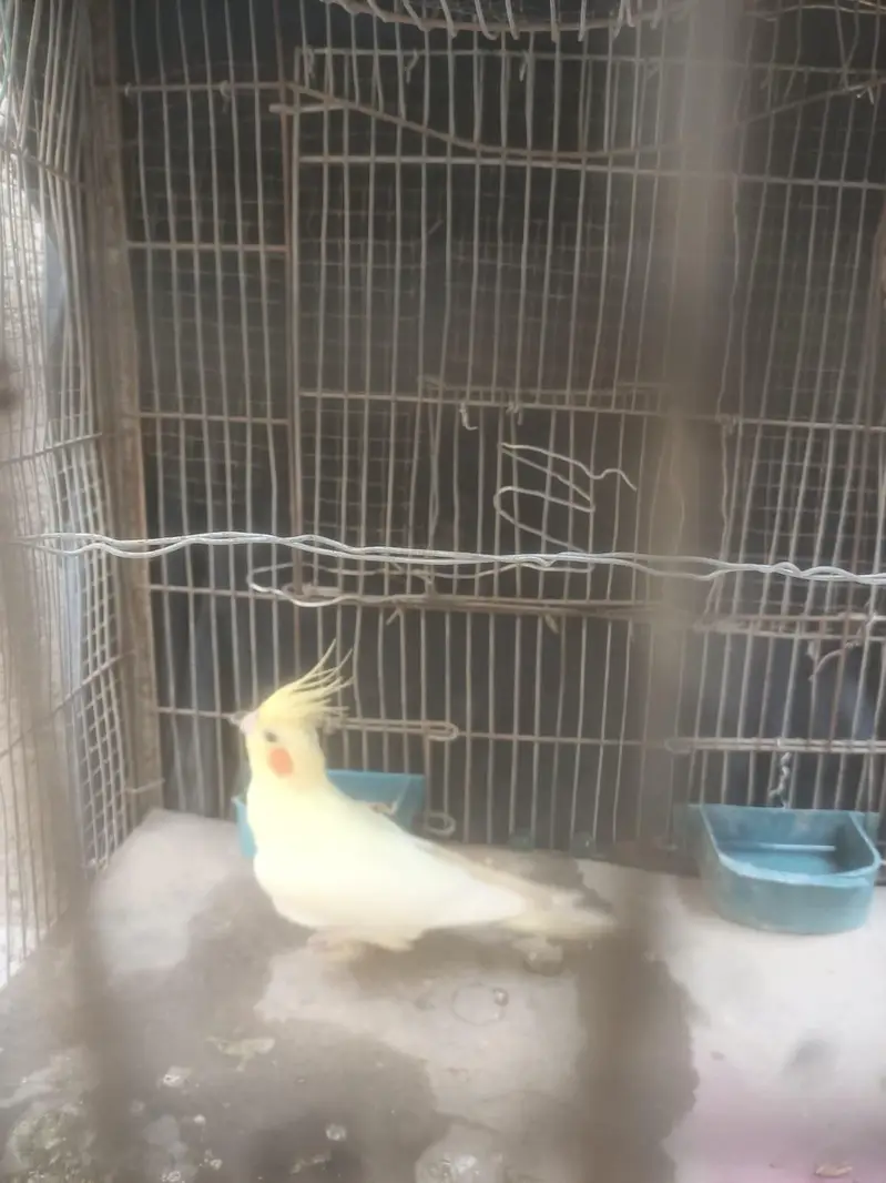 Beautiful Lutino Cockatiel Parinda For Sale | Bohat Pyara hai — photo 5
