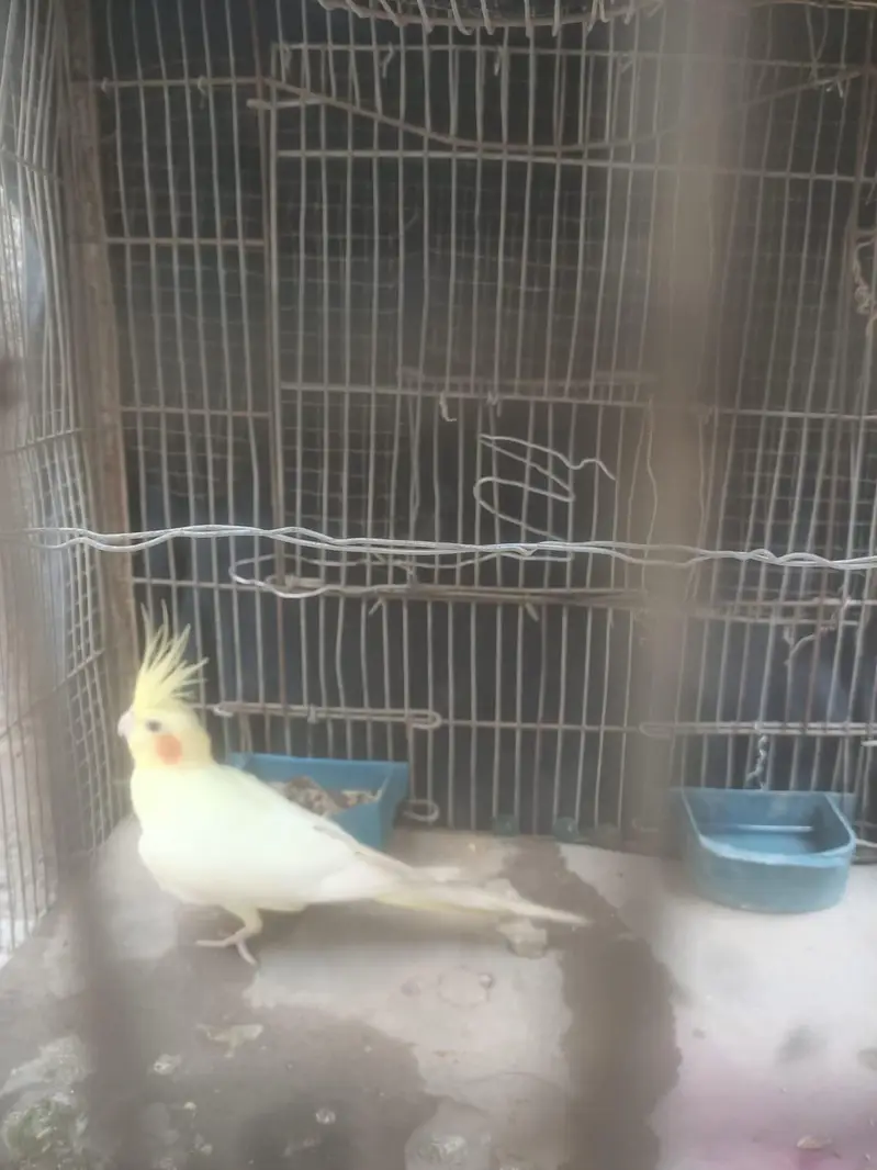 Beautiful Lutino Cockatiel Parinda For Sale | Bohat Pyara hai — photo 6