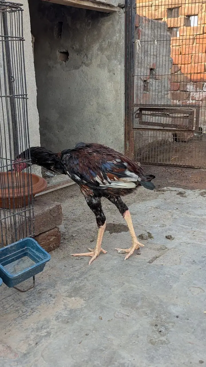 aseel patha murgha 0315.1613124 — photo 2