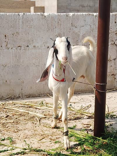Black and White Goat