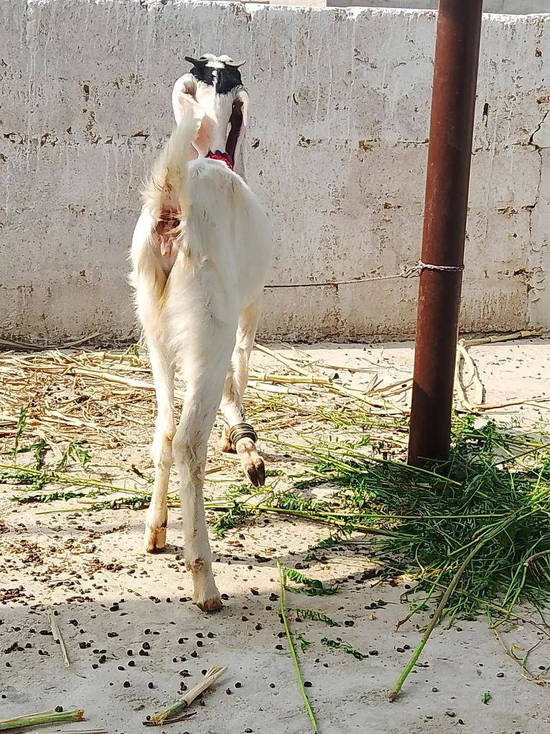 Black and White Goat — photo 2