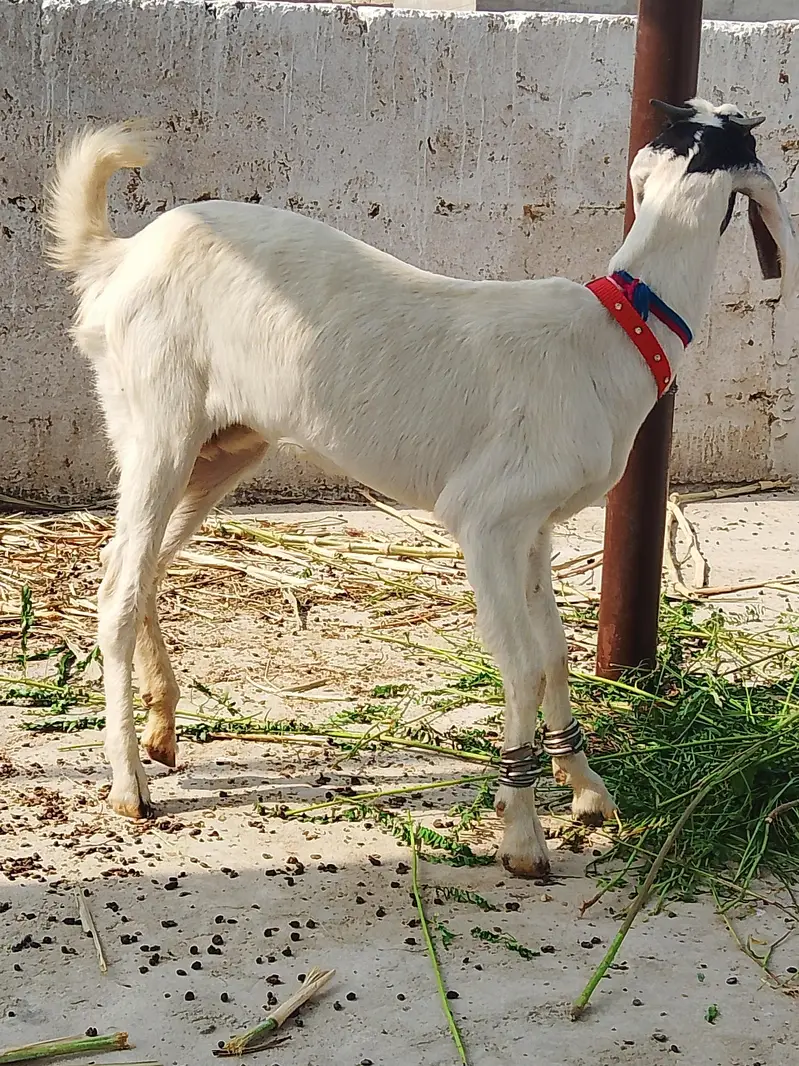 Black and White Goat — photo 3