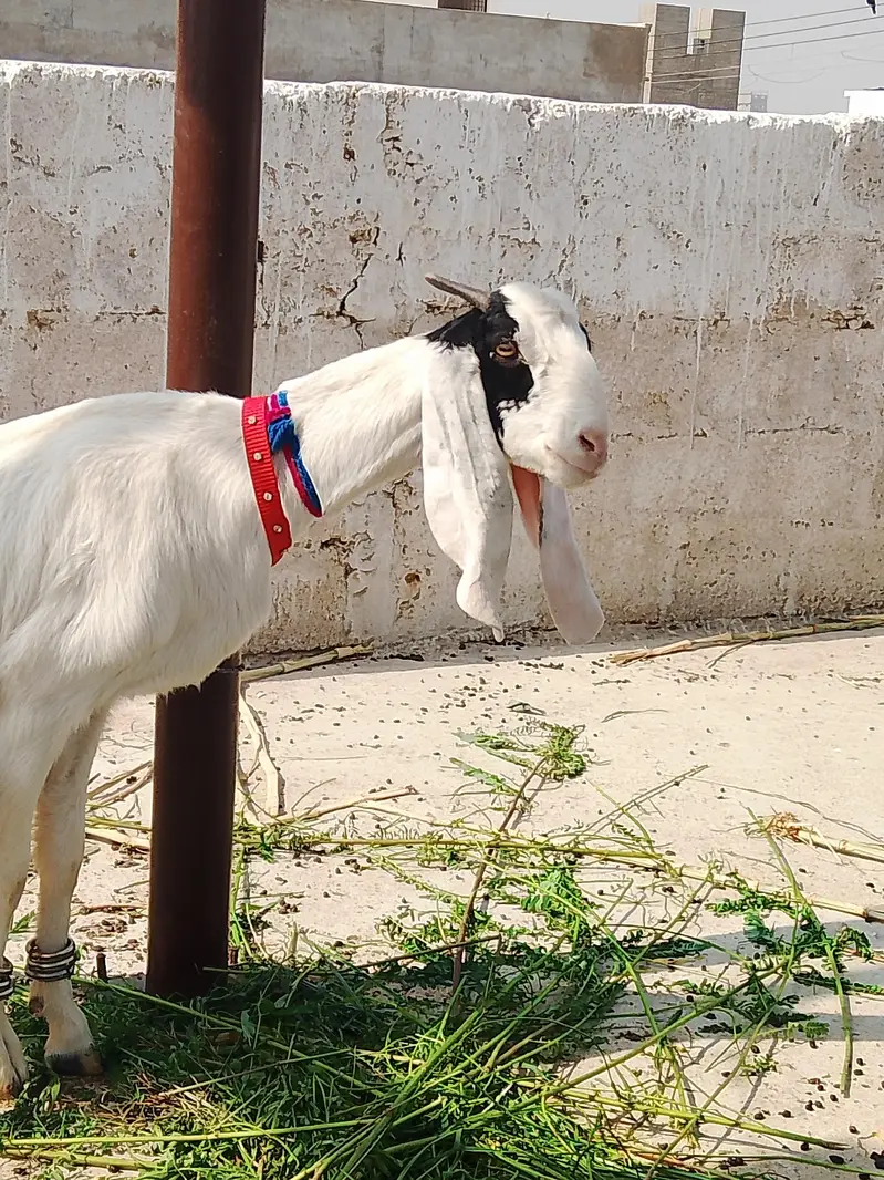 Black and White Goat — photo 4