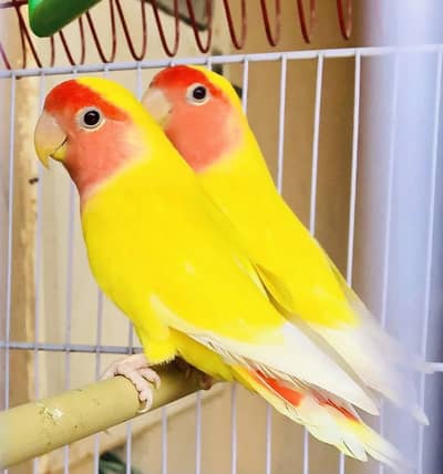 Lutino red eyes lovebird pair WhatsApp 0*3*0*3*7*0*2*2*2*9*0