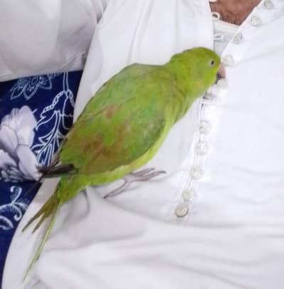 green parrot