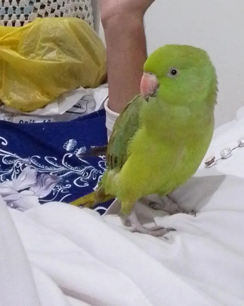 green parrot — photo 2