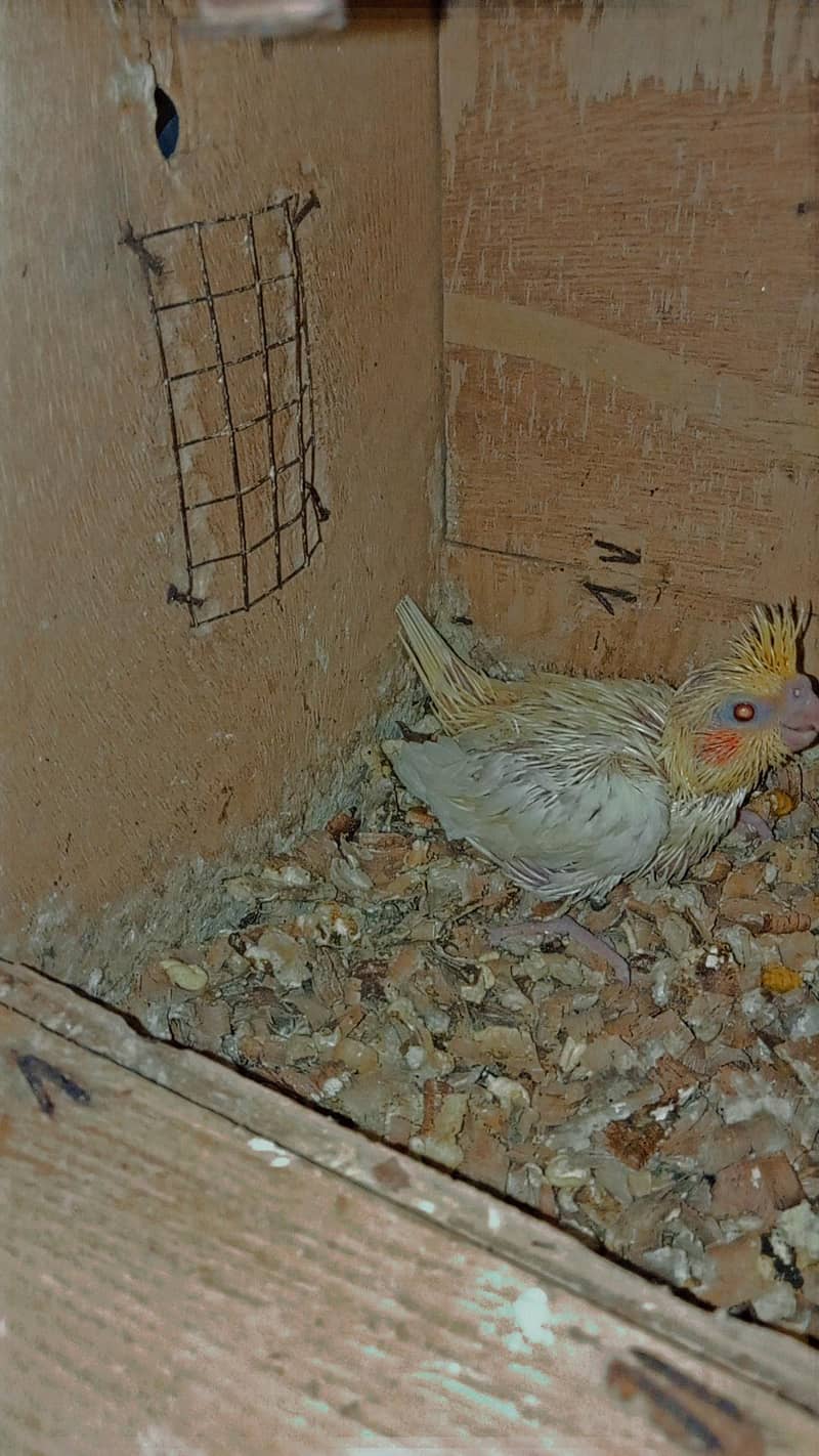 Cocktail Chicks 1