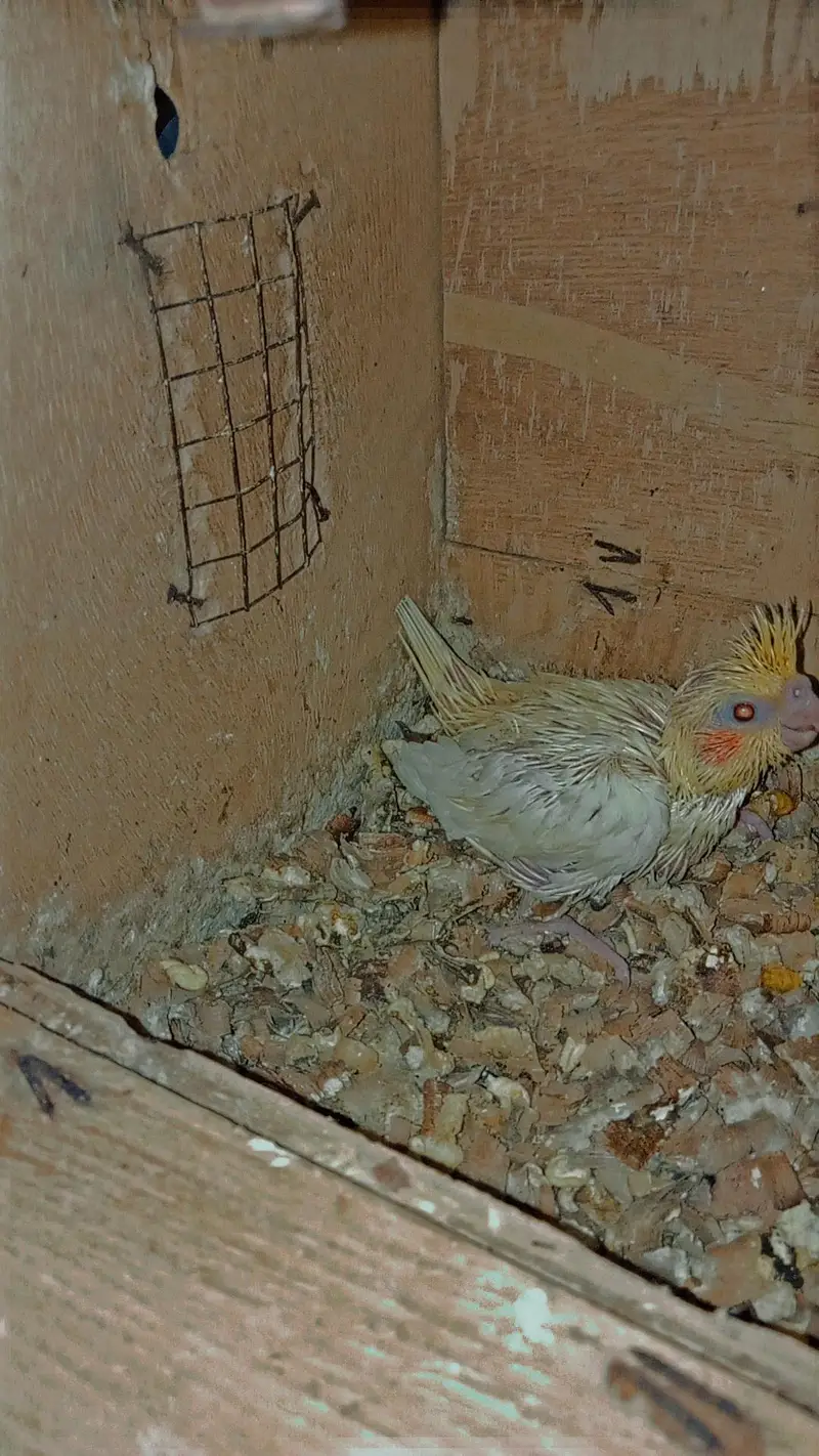 Cocktail Chicks — photo 2