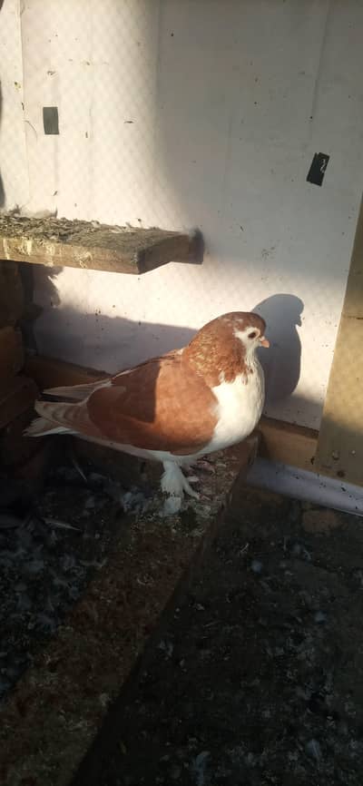Breeder Sherazi Male for Sale.