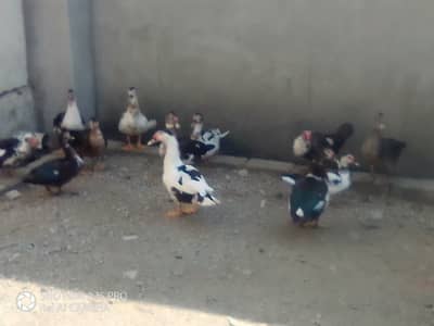 mocuvey ducks 1years old