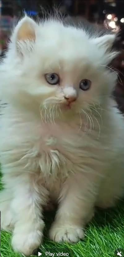 Persian kitten mail and female for saleContact my WhatsApp