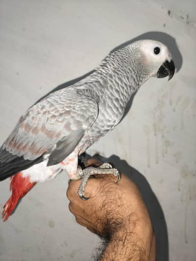 GREY Parrot  high red factor  hand tame