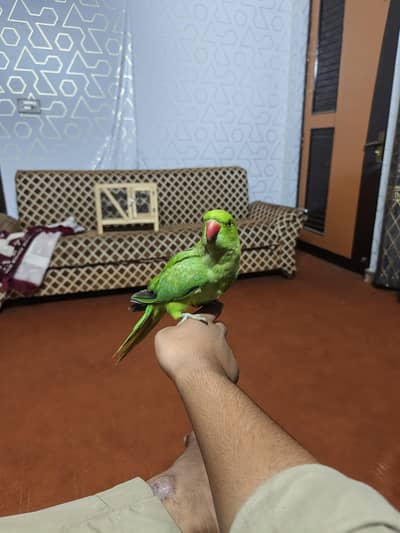 Hand tame parrot