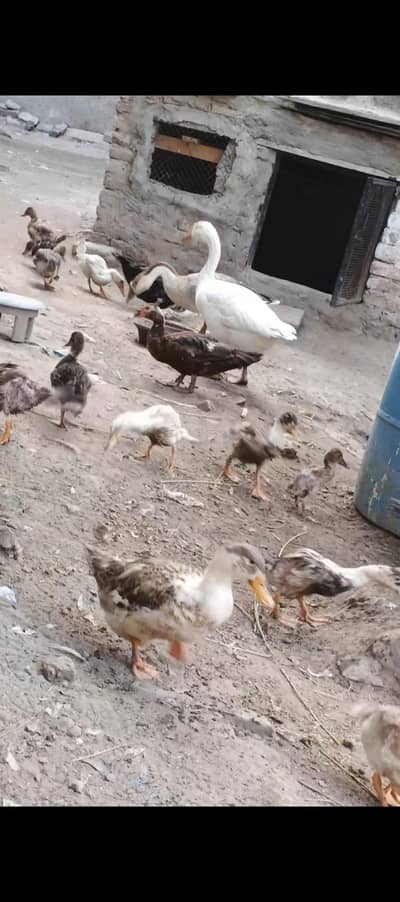 Ducks chikes 3 month  for sale 03474660104