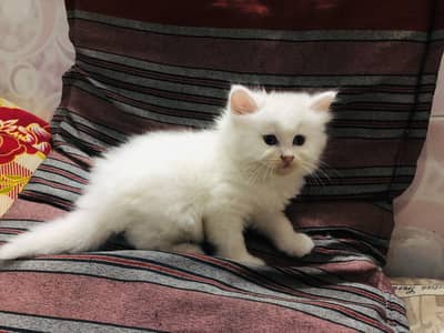Cat baby white