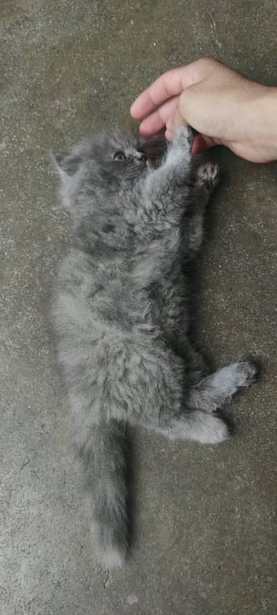Triple coated gray Persian