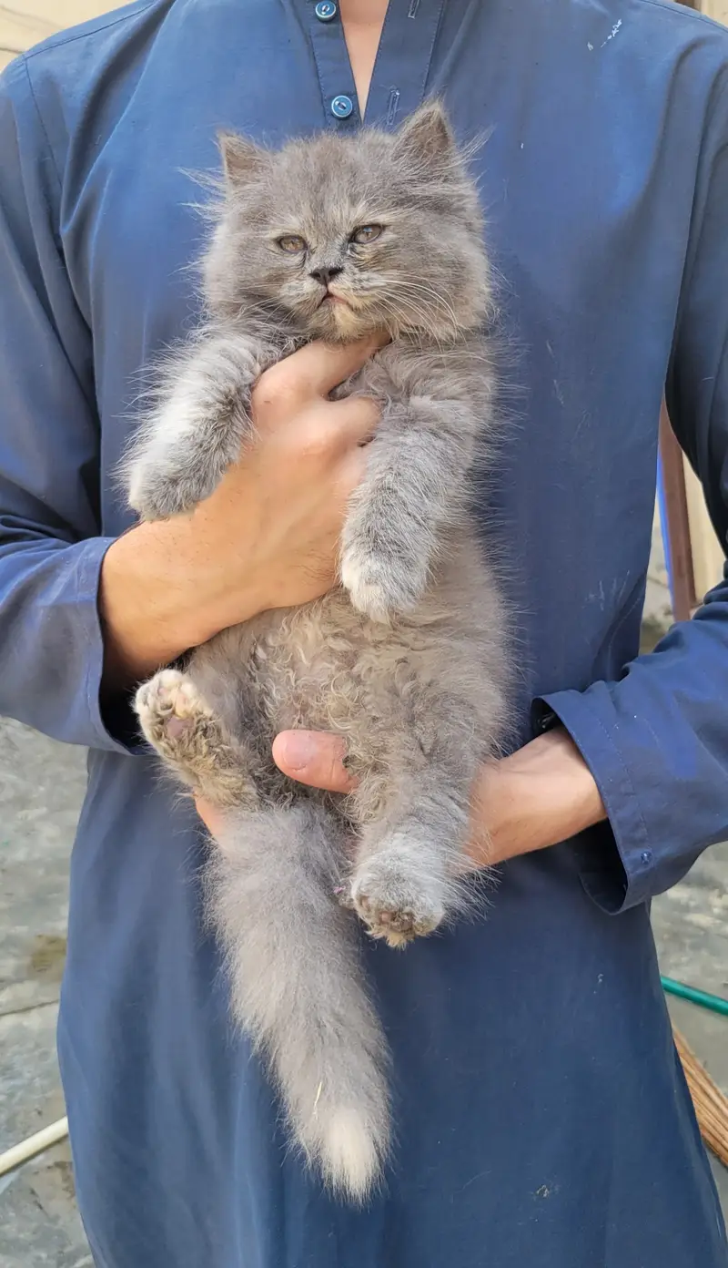 Triple coated gray Persian — photo 2