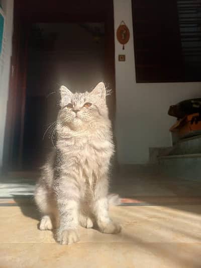 Persion cat